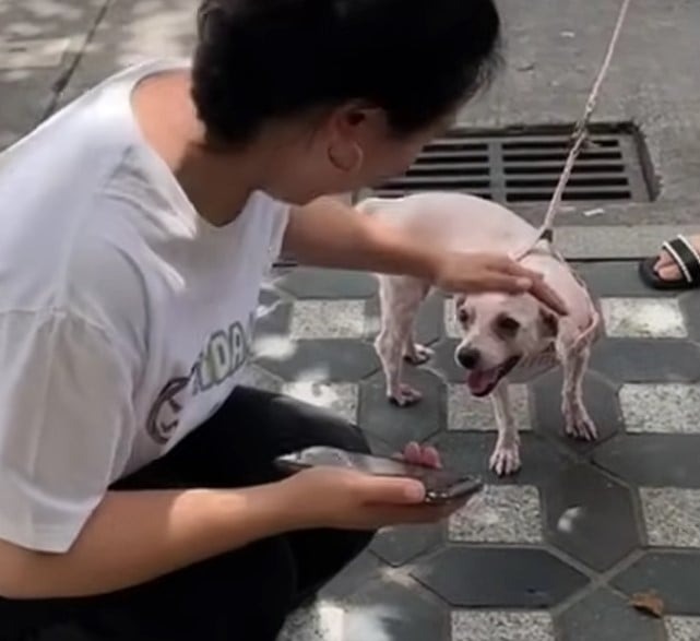 Frau streichelt Hund