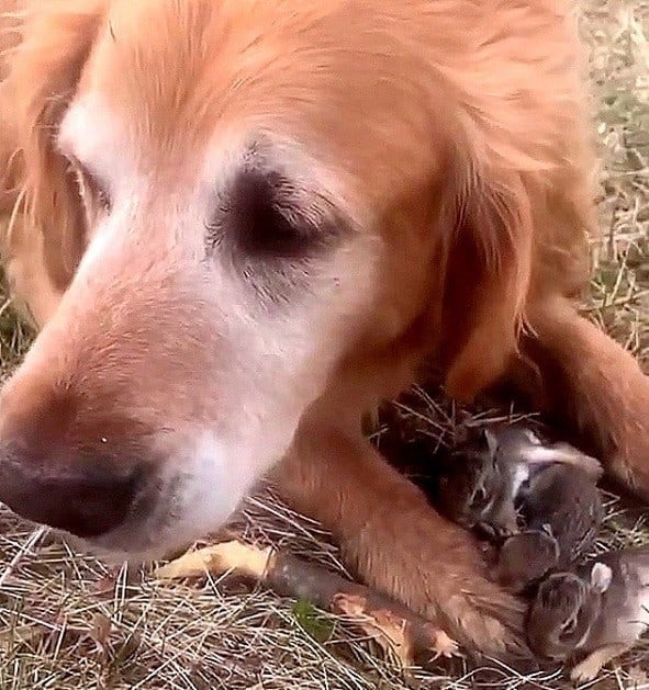 Golden Retriever mit Tierbabys