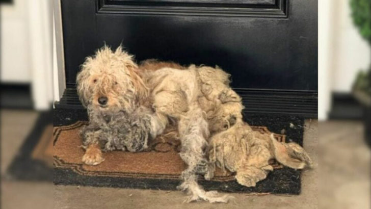 Hausbesitzerin schockiert über einen Hund vor ihrer Haustür, der um Hilfe bettelt