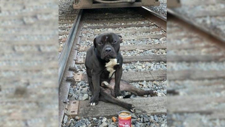 Hündchen verbringt Tage damit, Zügen auszuweichen, nachdem er auf Bahngleisen ausgesetzt wurde