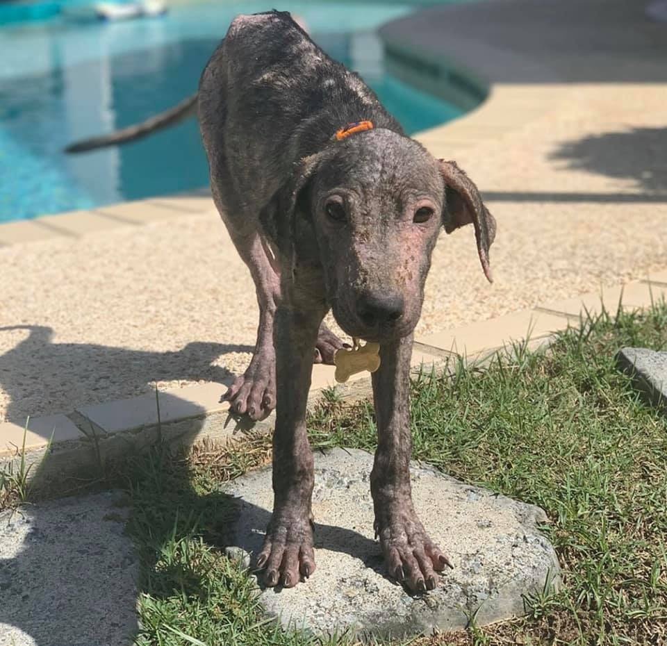 Hund am Pool