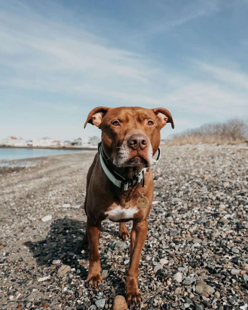 Hund am Strand