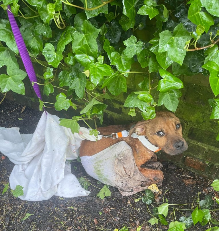 Hund am Zaun ausgesetzt