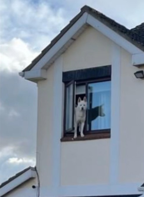 Hund am fenster