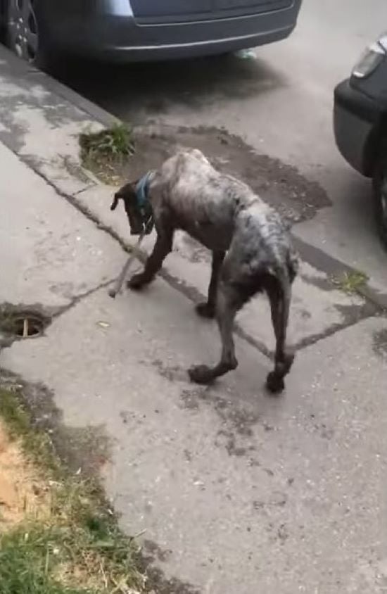 Hund auf dem Gehweg