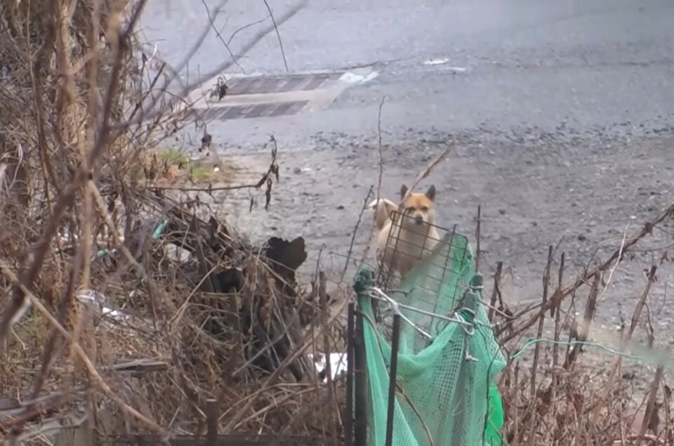 Hund auf der Strasse