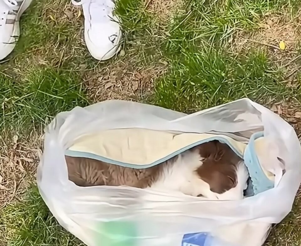 Hund ausgesetzt in einer Plastiktuete