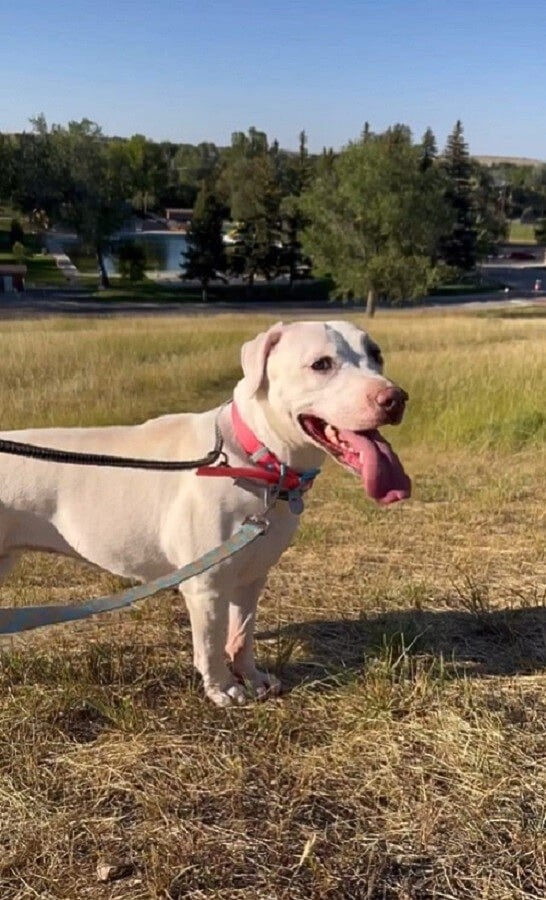 Hund beim Spaziergang