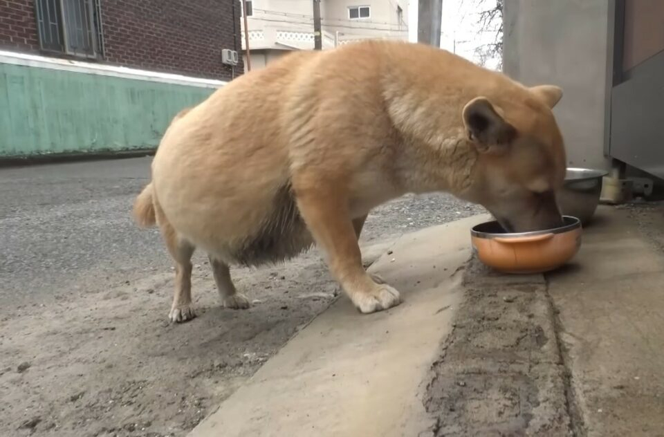 Hund bekommt Futter