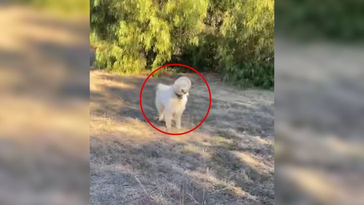 Hund, der mit dem Kopf in einem Brezelbehälter feststeckte, konnte kaum atmen, doch dann kam Hilfe