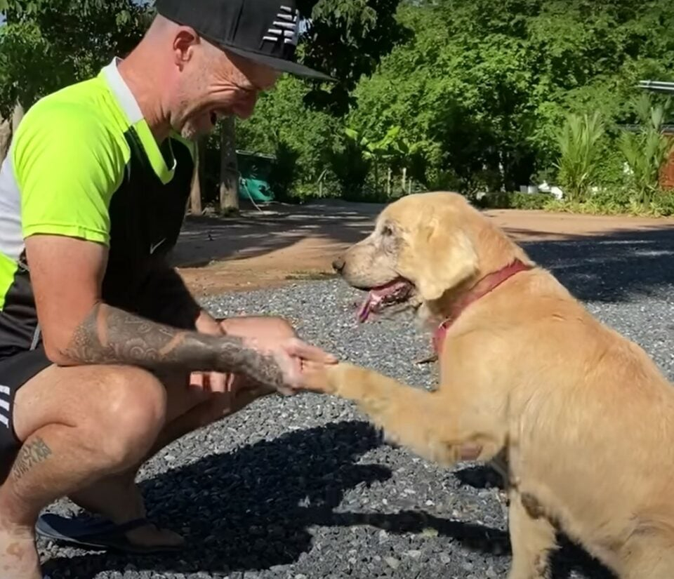 Hund gibt einem Mann die Pfote