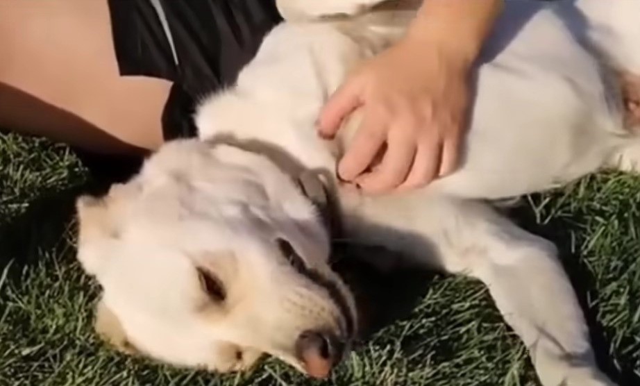 Hund liegt auf Gras und wird gestreichelt