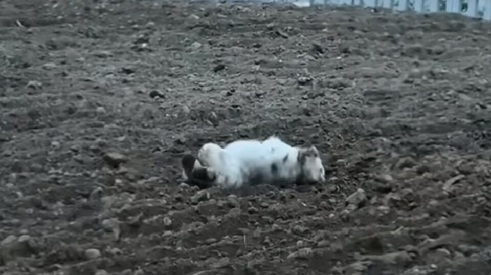 Hund liegt auf einem Feld