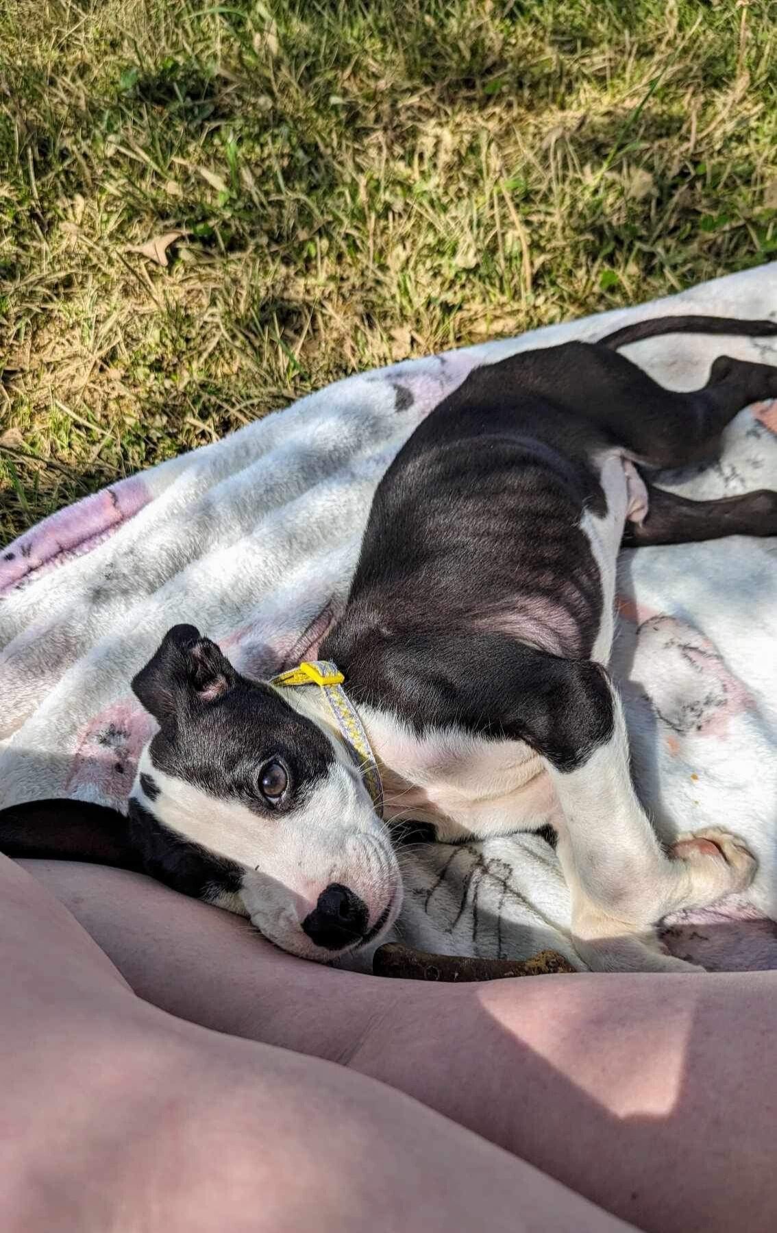 Hund liegt auf einer Decke