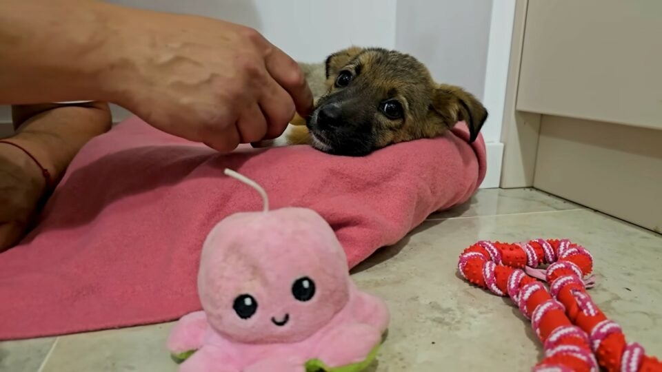 Hund liegt auf rosa Handtuch