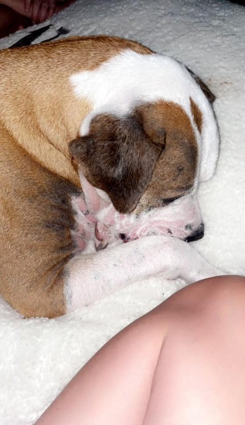 Hund liegt auf weisser Decke