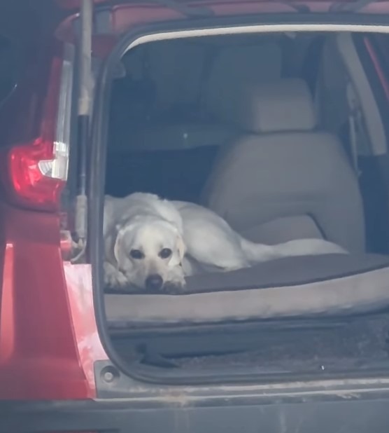 Hund liegt im Auto