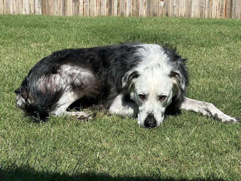 Hund liegt im Garten