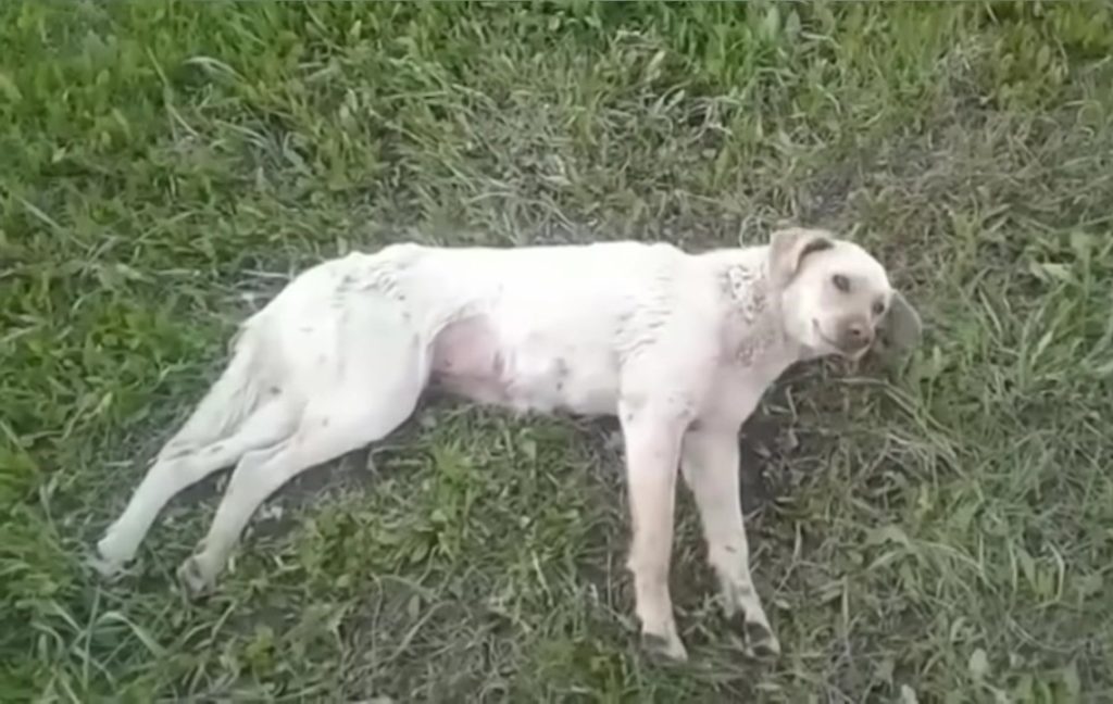 Hund liegt im Gras