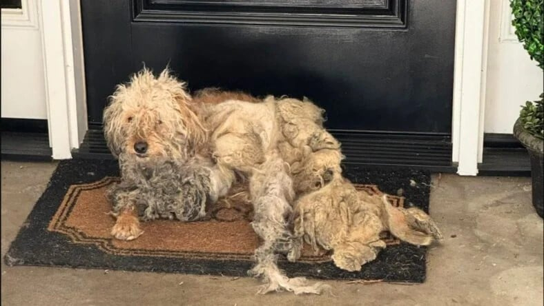 Hund liegt vor einer Haustuer