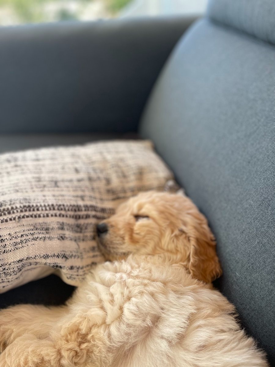 Hund macht Nickerchen auf Sofa