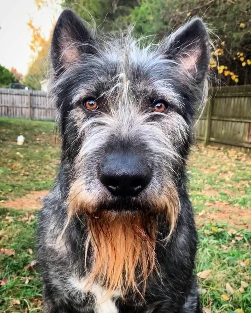 Hund mit außergewoehnlichen Aussehen