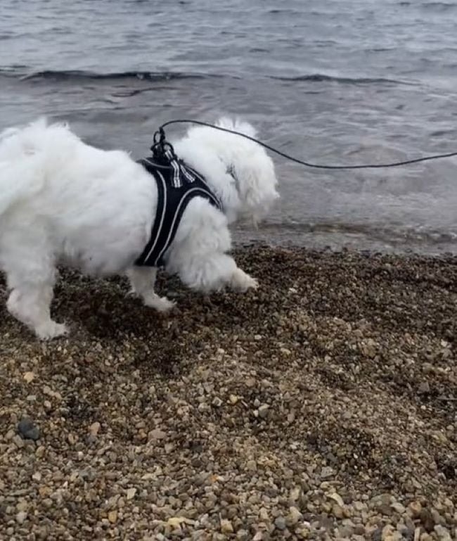 Hund mit einem Kabel angeleint