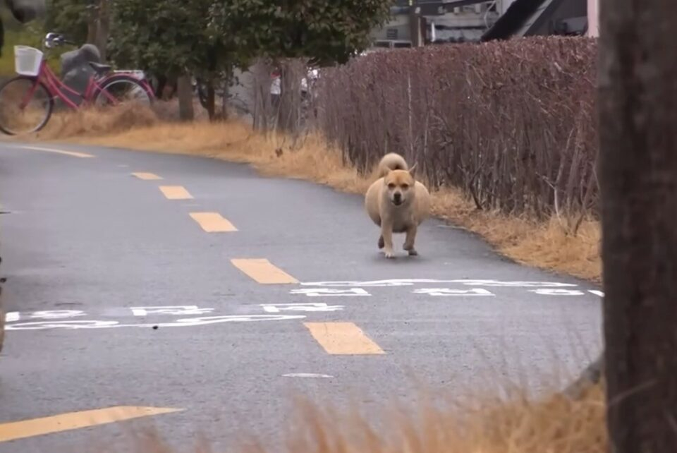 Hund mit grossem Bauch laeuft die Strasse entlang