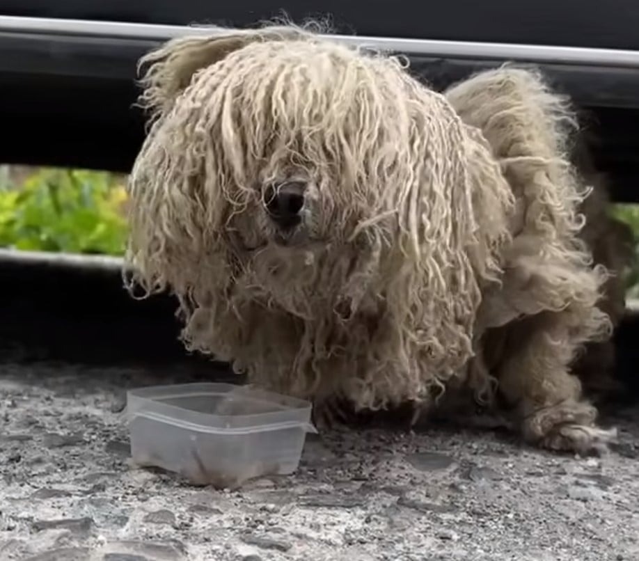 Hund mit stark verfilztem Fell