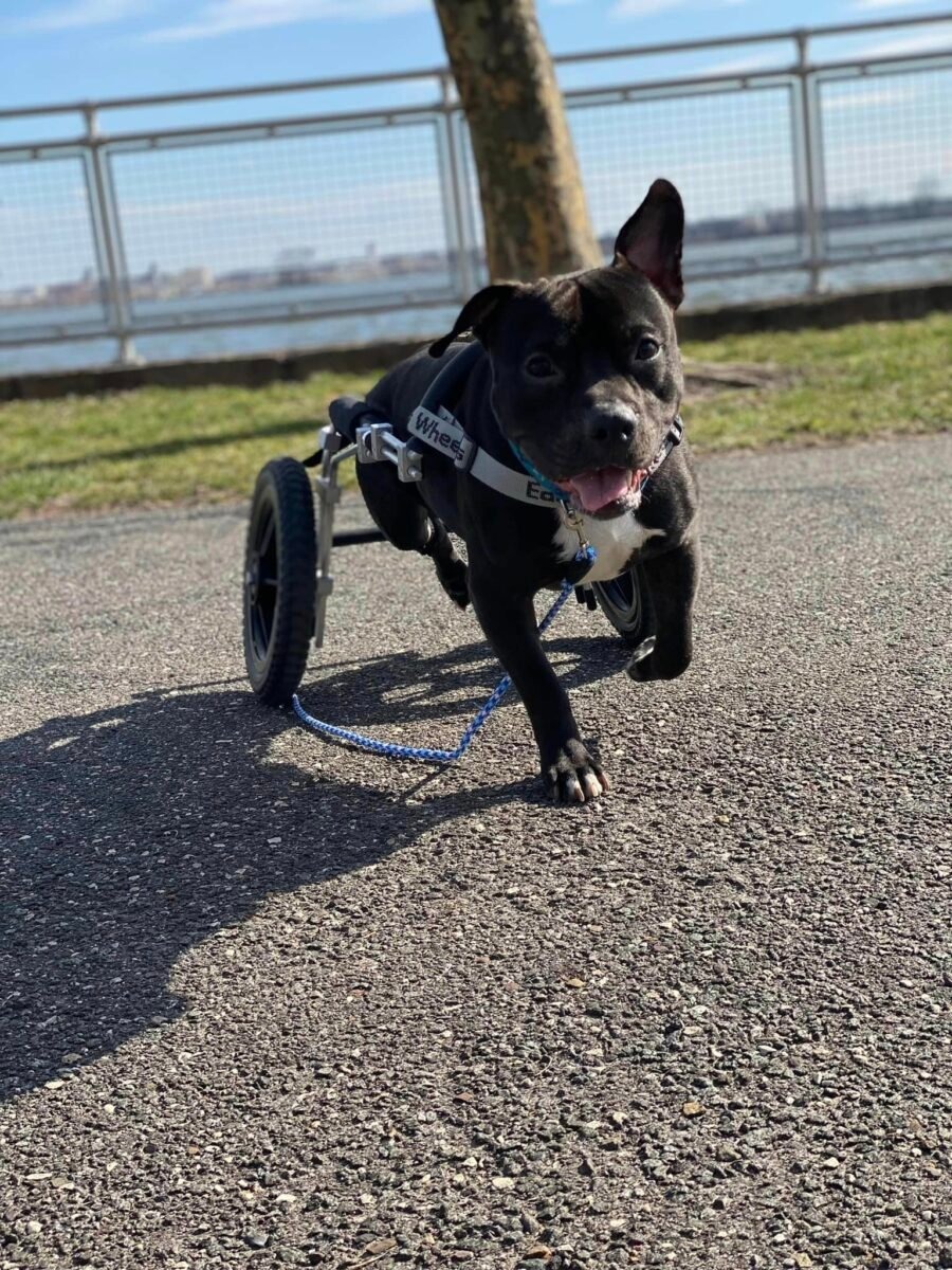 Hund rennt mit Rollstuhl