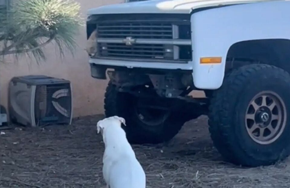 Hund schaut zum Wagen