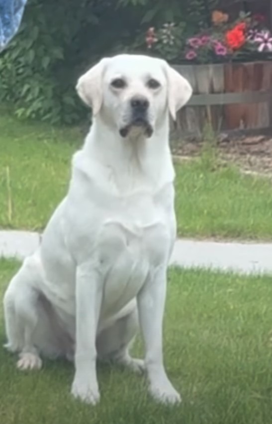 Hund sitzt auf Gras