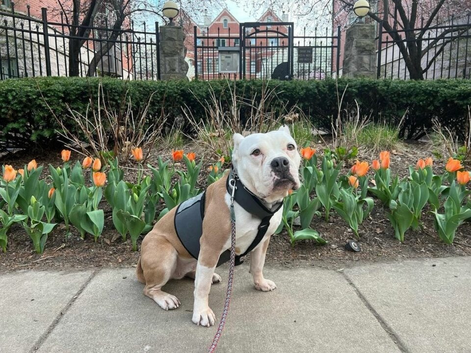 Hund sitzt vor Blumen