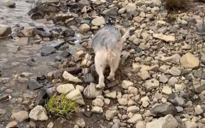 Hund spaziert am Fluss