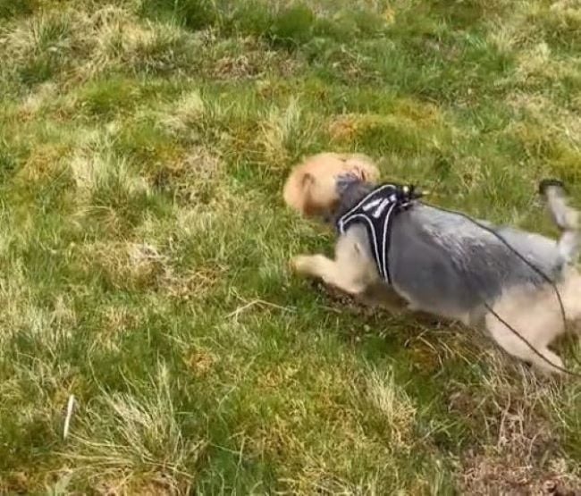 Hund spaziert auf einer Wiese