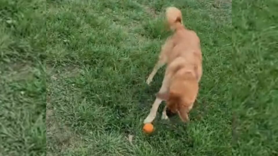 Hund spielt mit Ball