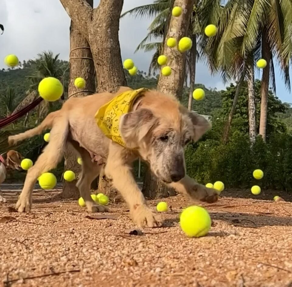 Hund spielt mit vielen Tennisbaellen