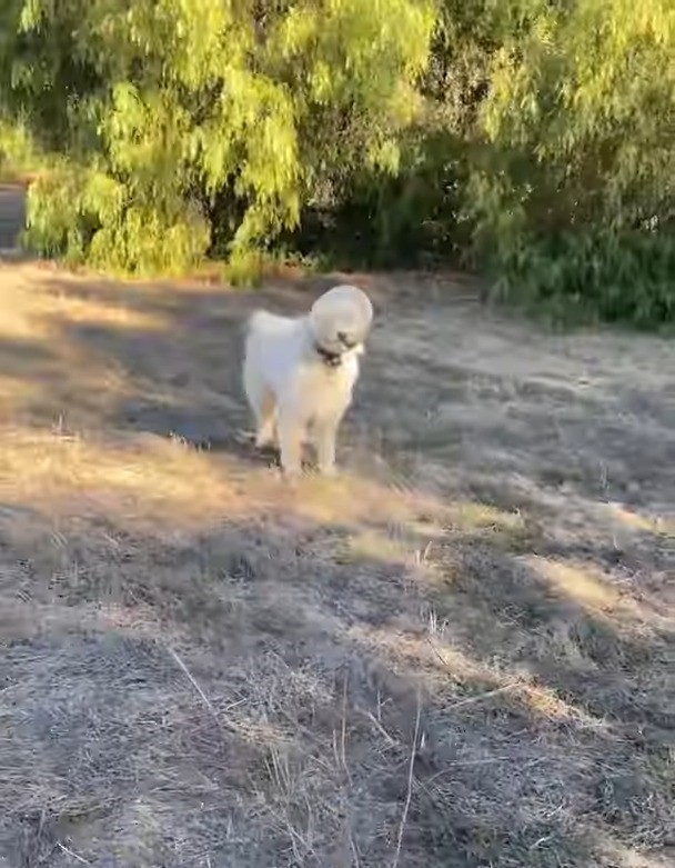 Hund steckt mit dem Kopf fest in einem Behaelter