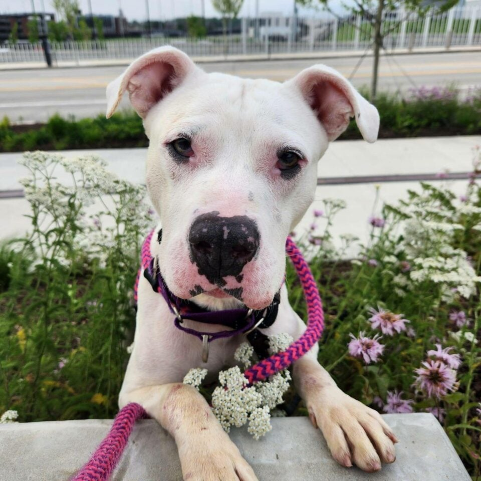 Hund steht neben Blumen