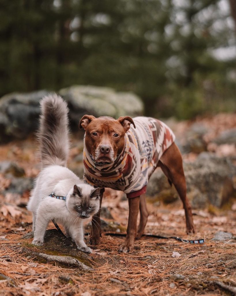 Hund und Katze im Wald