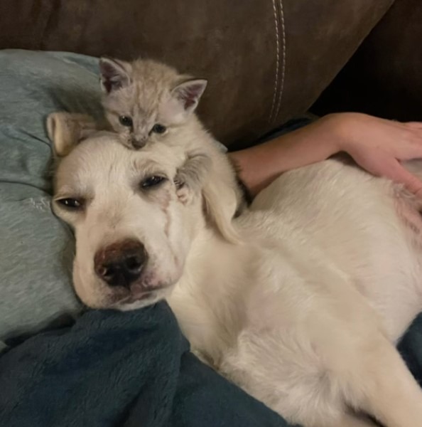 Hund und Katze kuscheln