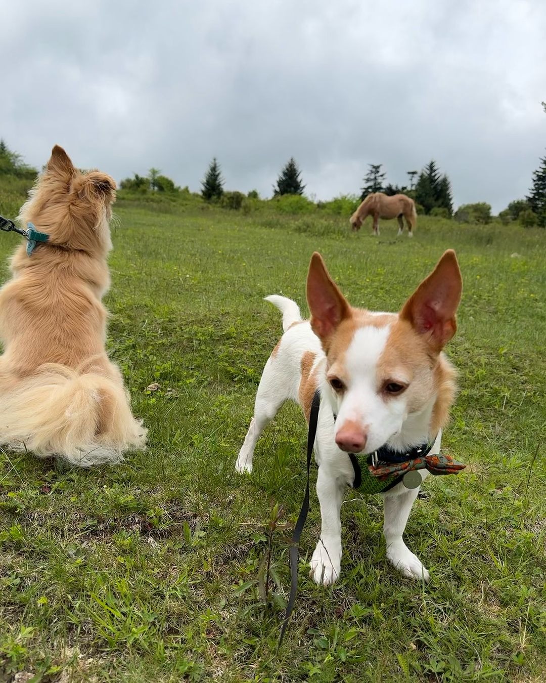 Hunde auf einer Wiese