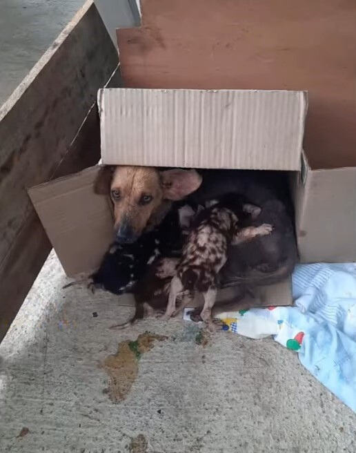 Hundemama und ihre Babys liegen in einer Box