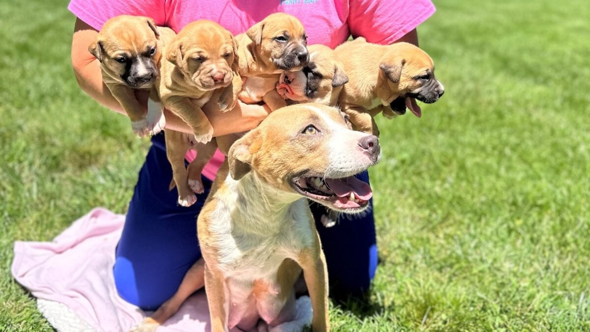 Kleine Hundefamilie