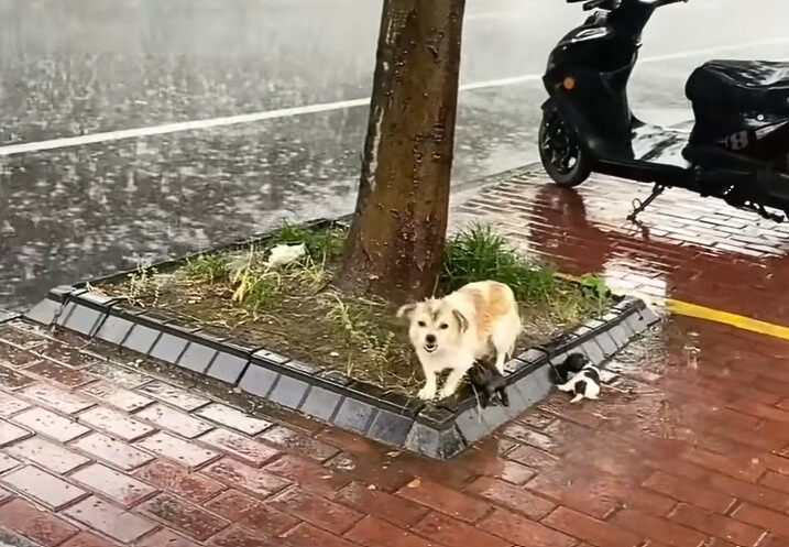 Kleine Hundemama und ihre Welpen im Regen