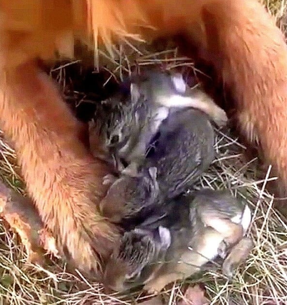 Kleine Kaninchen zwischen den Pfoten eines Hundes