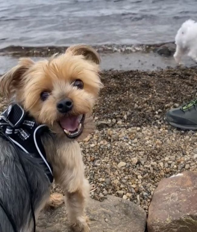 Kleiner Hund am Strand