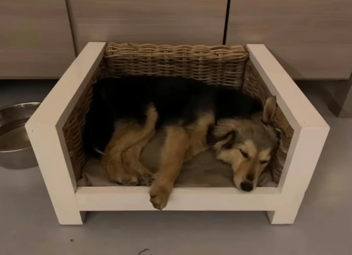 Kleiner Hund liegt im Hundebett