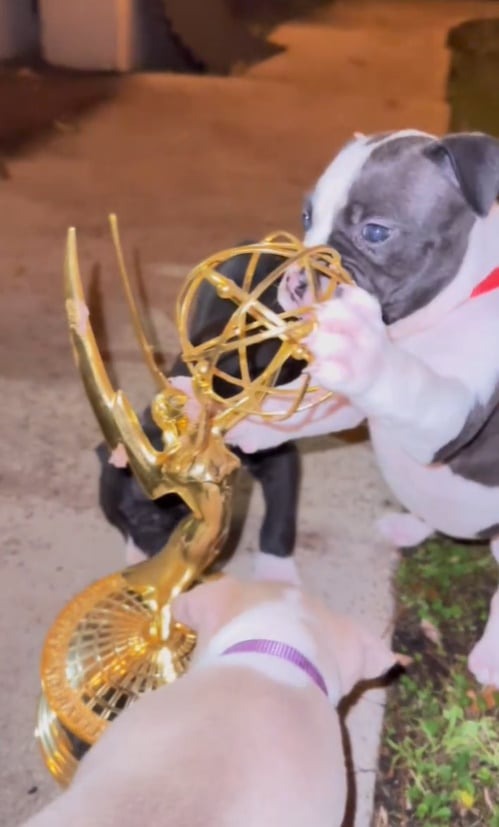 Kleiner Hund spielt mit einer Trophaee