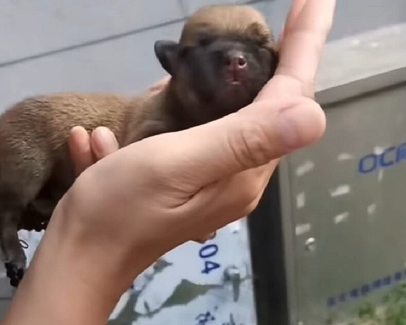 Kleiner Welpe in der Hand einer Person